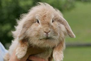 Kaninchen-Info